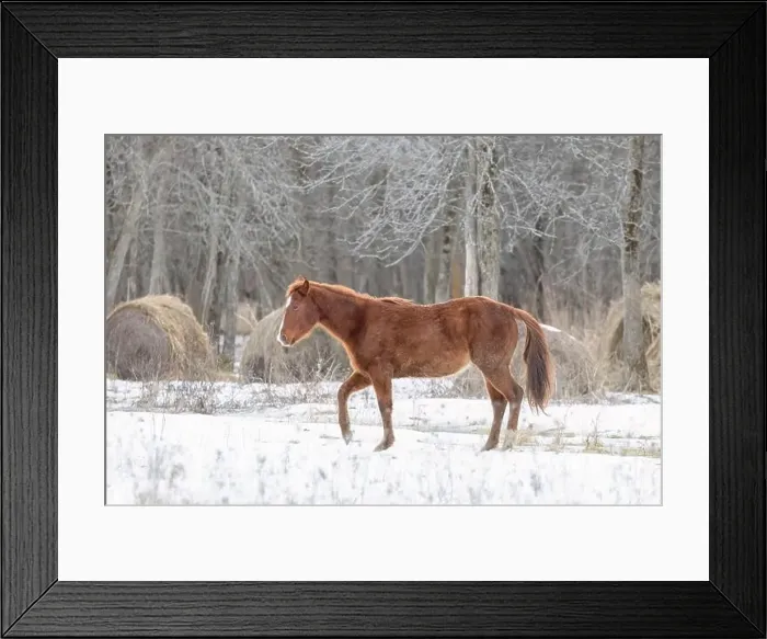 Framed Print : Brown horse walking in a meadow on Wolfe Island, Ontario, Canada Framed Print : Brown horse walking in a meadow on Wolfe Island, Ontario, Canada