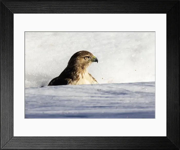 Framed Print : red-tailed hawk (Buteo jamaicensis) in winter Framed Print : red-tailed hawk (Buteo jamaicensis) in winter