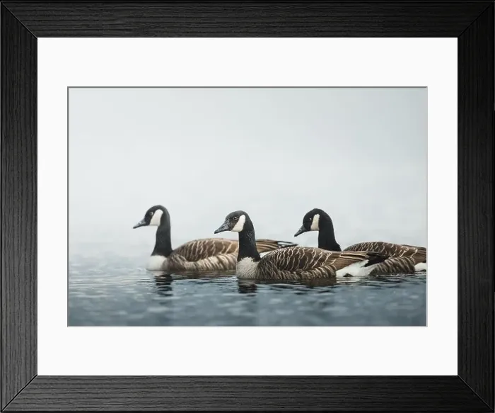 Framed Print : A group of Canada geese (Branta canadensis) gracefully gliding through a serene lake Framed Print : A group of Canada geese (Branta canadensis) gracefully gliding through a serene lake
