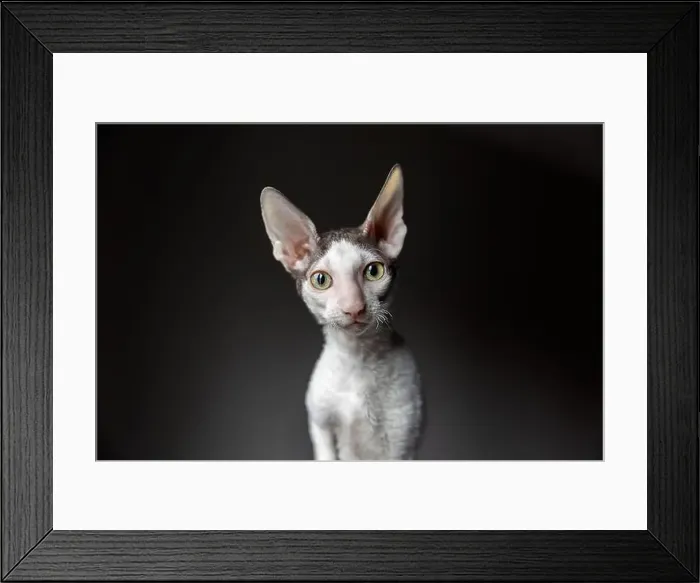 Framed Print : portrait of a purebred Cornish Rex cat on a dark background Framed Print : portrait of a purebred Cornish Rex cat on a dark background