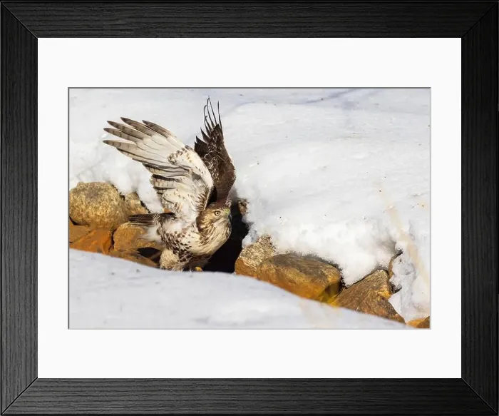 Framed Print : red-tailed hawk (Buteo jamaicensis) in winter Framed Print : red-tailed hawk (Buteo jamaicensis) in winter