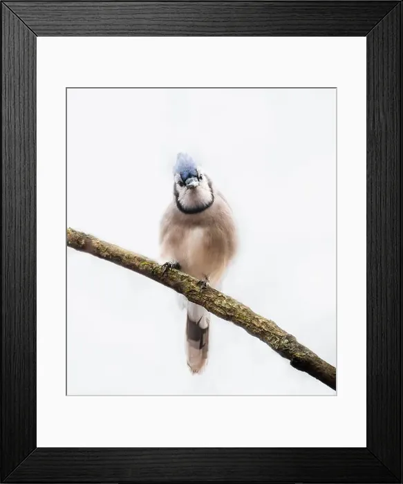 Framed Print : Close up of curious blue jay bird perched on branch looking at camera Framed Print : Close up of curious blue jay bird perched on branch looking at camera