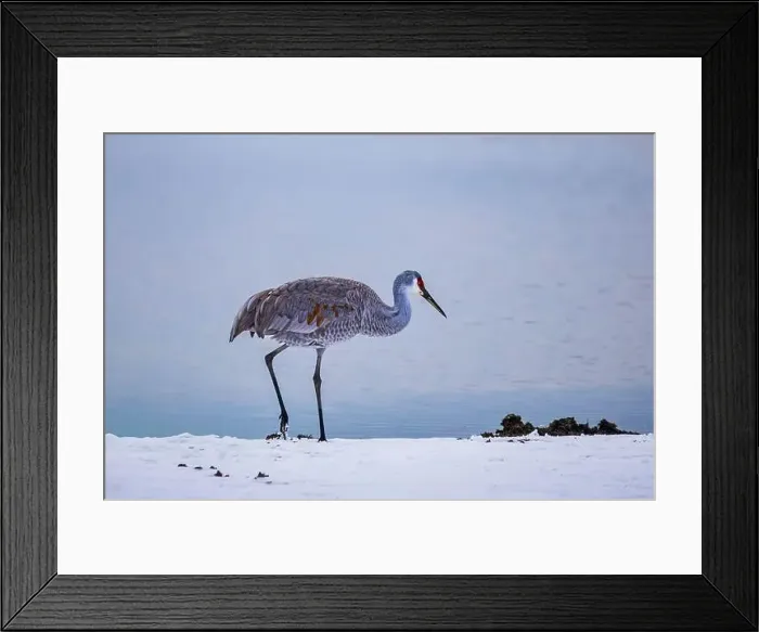 Framed Print : The sandhill crane(Antigone canadensis) in the snow, , by the water in Southern Ontario Canada. Native American bird Framed Print : The sandhill crane(Antigone canadensis) in the snow, , by the water in Southern Ontario Canada. Native American bird