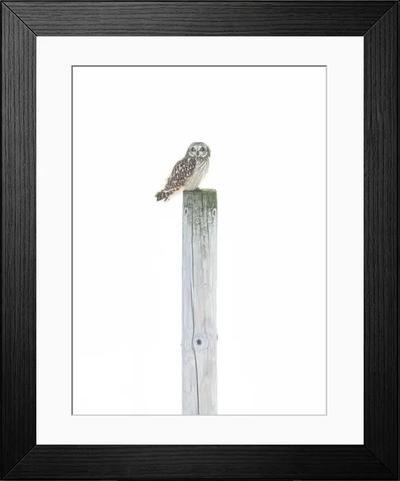 Framed Print : Short-eared owl perched on a post hunting over a snow covered field in Canada Framed Print : Short-eared owl perched on a post hunting over a snow covered field in Canada