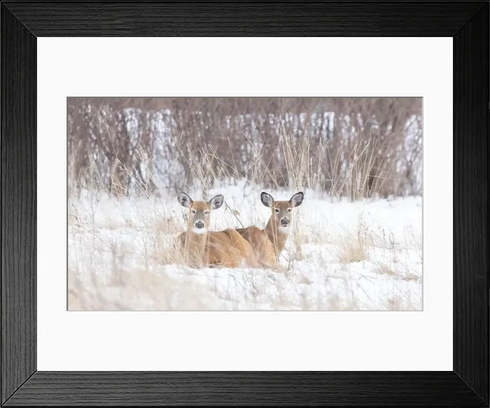 Framed Print : Two White-tailed deer resting in the snow on a winter day in Canada Framed Print : Two White-tailed deer resting in the snow on a winter day in Canada