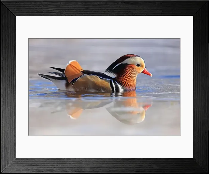 Framed Print : Mandarin duck portrait in winter with nice reflections Framed Print : Mandarin duck portrait in winter with nice reflections