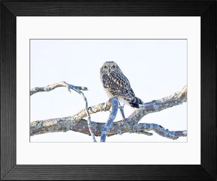 Framed Print : Short-eared owl perched in a tree hunting over a snow covered field in Canada Framed Print : Short-eared owl perched in a tree hunting over a snow covered field in Canada