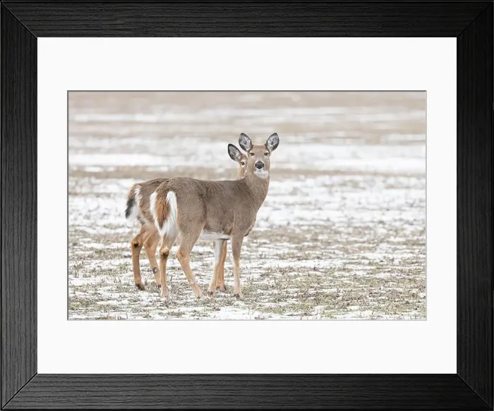 Framed Print : White-tailed deer and her fawn hiding behind here in a snow covered field in Canada Framed Print : White-tailed deer and her fawn hiding behind here in a snow covered field in Canada