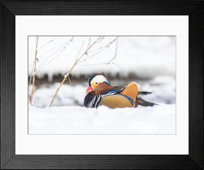 Framed Print : Male Mandarin duck (Aix galericulata) in winter