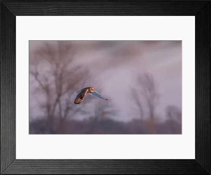 Framed Print : Short-eared owl hunting over a snow covered field in Canada at sunset Framed Print : Short-eared owl hunting over a snow covered field in Canada at sunset