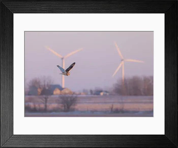 Framed Print : Short-eared owl hunting over a snow covered field in Canada at sunset Framed Print : Short-eared owl hunting over a snow covered field in Canada at sunset