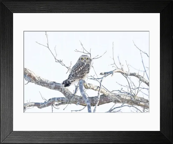Framed Print : Short-eared owl perched in a tree hunting over a snow covered field in Canada Framed Print : Short-eared owl perched in a tree hunting over a snow covered field in Canada