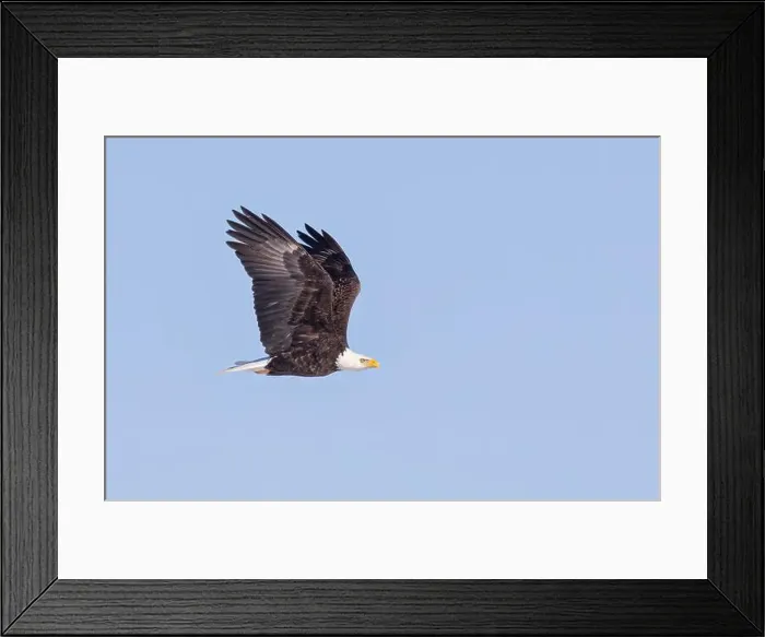 Framed Print : American bald eagle in flight over a frozen lake in Canada Framed Print : American bald eagle in flight over a frozen lake in Canada