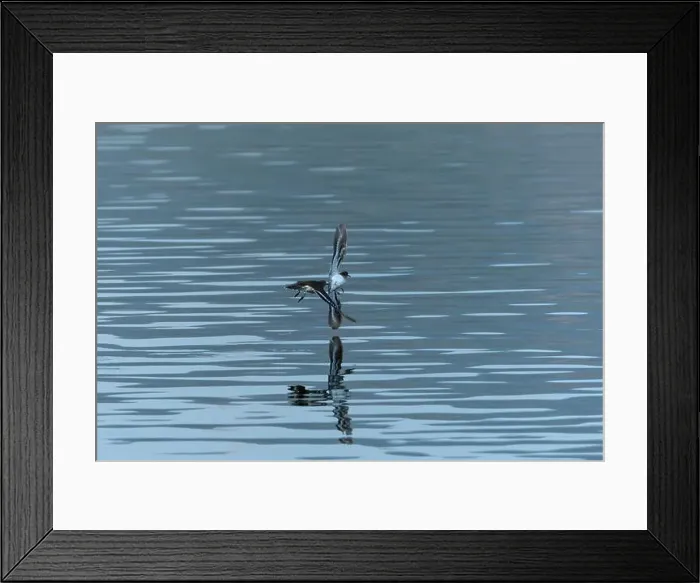 Framed Print : Sanderling Sandpiper in flight dips wingtip in water Framed Print : Sanderling Sandpiper in flight dips wingtip in water