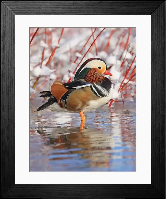 Framed Print : Mandarin duck portrait in winter with nice reflections Framed Print : Mandarin duck portrait in winter with nice reflections