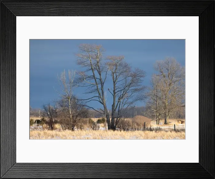 Framed Print : Short-eared owl perched in a tree hunting over a snow covered field in Canada Framed Print : Short-eared owl perched in a tree hunting over a snow covered field in Canada