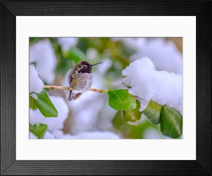 Framed Print : An over-wintering Anna Hummingbird (Calypte anna) perched on a tree branch covered in snow Framed Print : An over-wintering Anna Hummingbird (Calypte anna) perched on a tree branch covered in snow