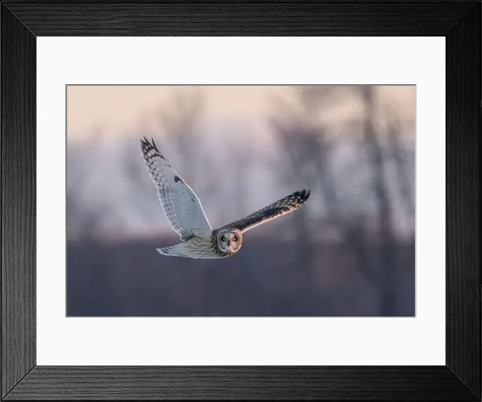 Framed Print : Short-eared owl hunting over a snow covered field in Canada Framed Print : Short-eared owl hunting over a snow covered field in Canada