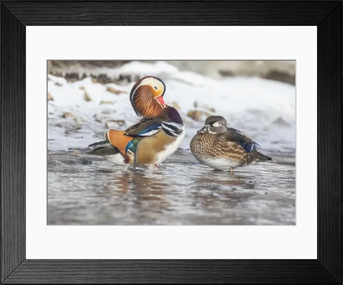 Framed Print : Pair Mandarin duck (Aix galericulata) in winter Framed Print : Pair Mandarin duck (Aix galericulata) in winter