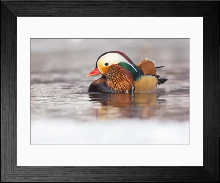 Framed Print : Male Mandarin duck (Aix galericulata) in winter Framed Print : Male Mandarin duck (Aix galericulata) in winter