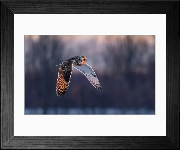 Framed Print : Short-eared owl hunting over a snow covered field in Canada at sunset Framed Print : Short-eared owl hunting over a snow covered field in Canada at sunset