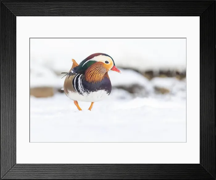 Framed Print : Male Mandarin duck (Aix galericulata) in winter Framed Print : Male Mandarin duck (Aix galericulata) in winter