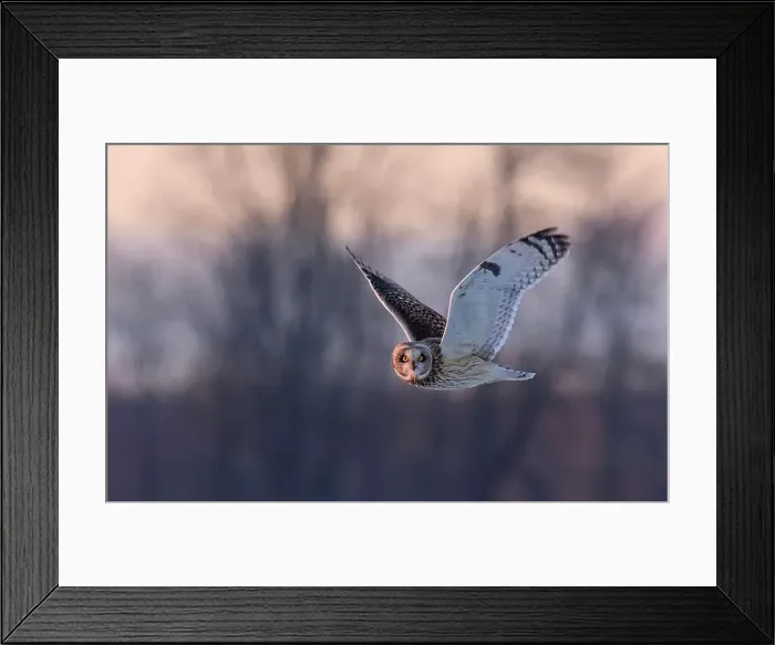 Framed Print : Short-eared owl hunting over a snow covered field in Canada Framed Print : Short-eared owl hunting over a snow covered field in Canada