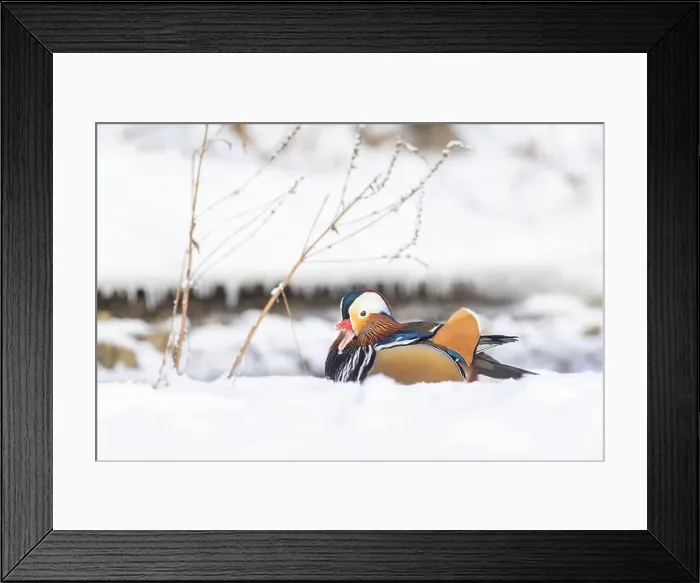 Framed Print : Male Mandarin duck (Aix galericulata) in winter Framed Print : Male Mandarin duck (Aix galericulata) in winter