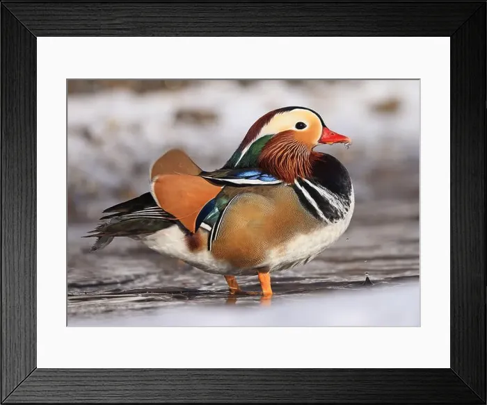 Framed Print : Mandarin duck portrait in winter, Quebec, Canada