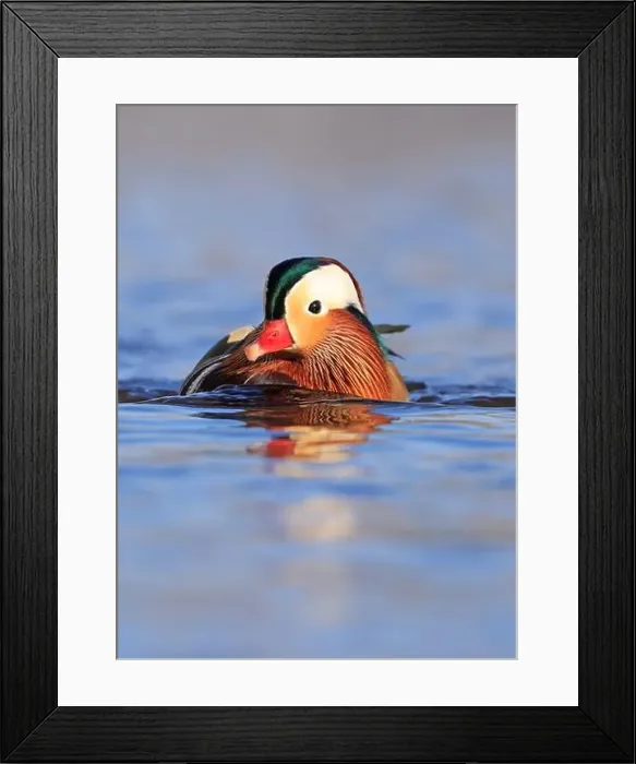 Framed Print : Mandarin duck portrait in winter with nice reflections Framed Print : Mandarin duck portrait in winter with nice reflections