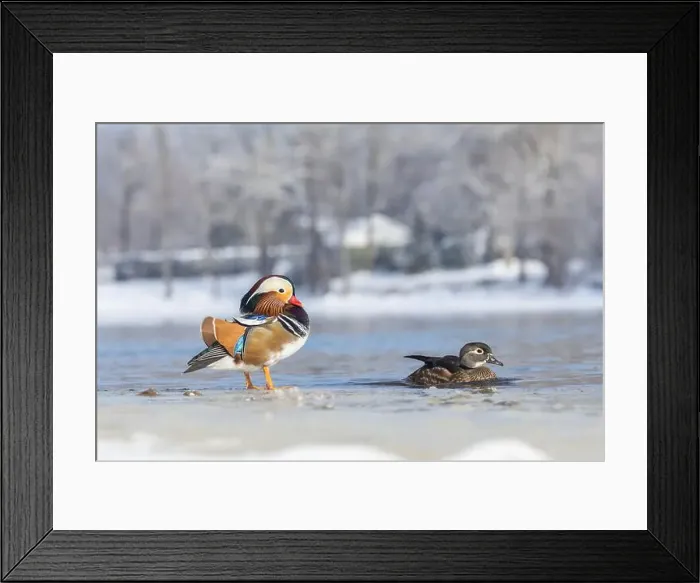 Framed Print : Pair Mandarin duck (Aix galericulata) in winter Framed Print : Pair Mandarin duck (Aix galericulata) in winter