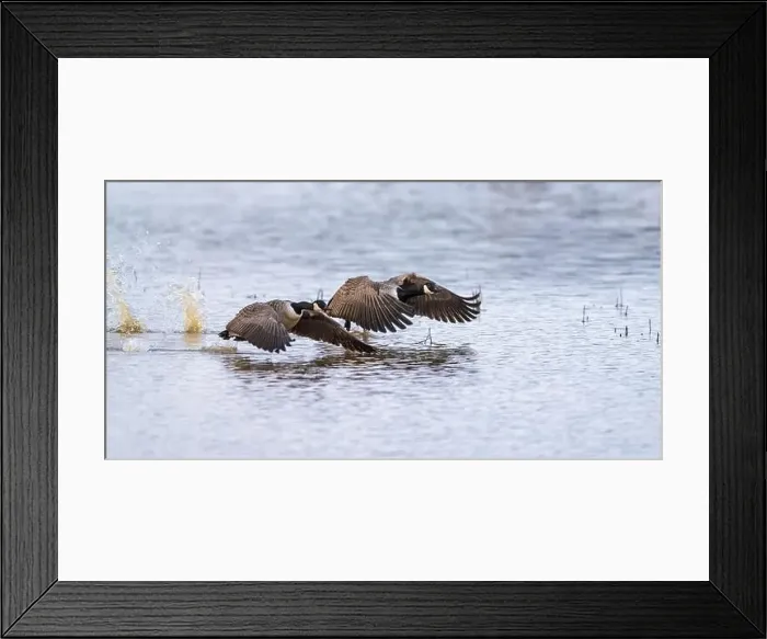 Framed Print : Canada Goose, Branta canadensis birds in flight over Marshes Framed Print : Canada Goose, Branta canadensis birds in flight over Marshes