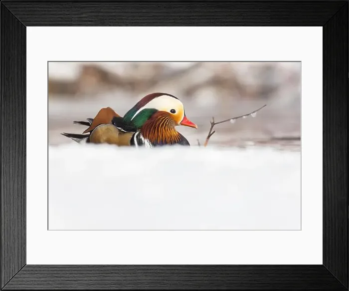Framed Print : Male Mandarin duck (Aix galericulata) in winter Framed Print : Male Mandarin duck (Aix galericulata) in winter