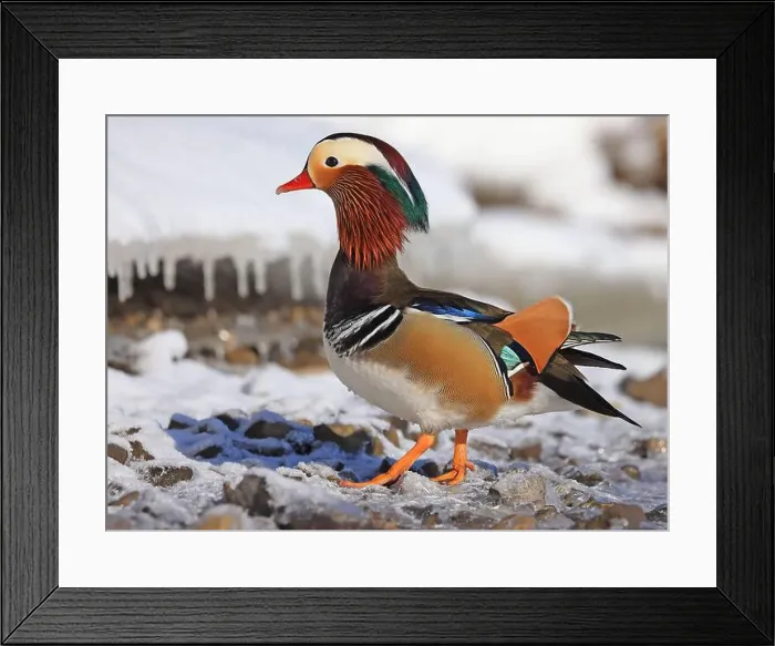 Framed Print : Mandarin duck portrait in winter, Quebec, Canada Framed Print : Mandarin duck portrait in winter, Quebec, Canada