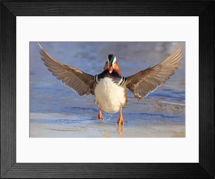 Framed Print : Mandarin duck portrait in winter with nice reflections Framed Print : Mandarin duck portrait in winter with nice reflections