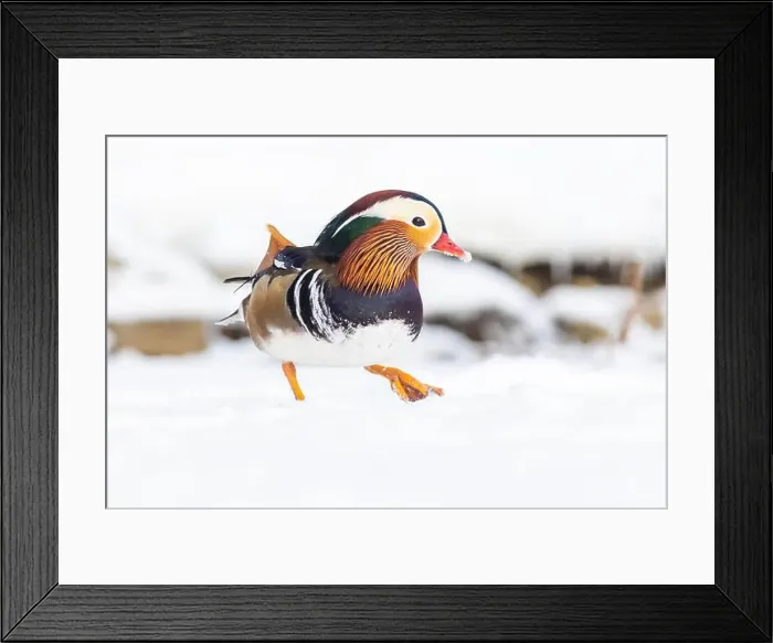 Framed Print : Male Mandarin duck (Aix galericulata) in winter Framed Print : Male Mandarin duck (Aix galericulata) in winter
