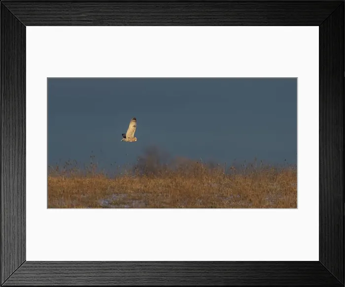 Framed Print : Short-eared owl hunting over a snow covered field in Canada at sunset Framed Print : Short-eared owl hunting over a snow covered field in Canada at sunset