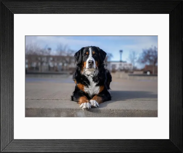Framed Print : Bernese mountain dog in the park. Portrait of a Bernese mountain dog