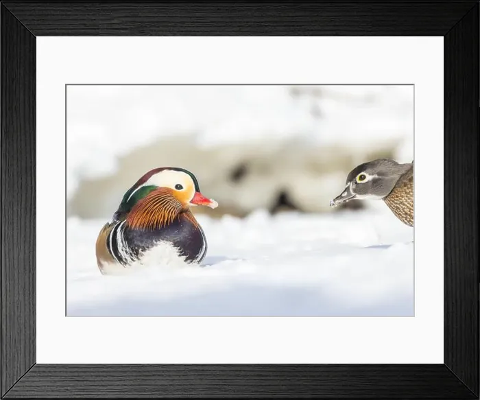 Framed Print : Pair Mandarin duck (Aix galericulata) in winter Framed Print : Pair Mandarin duck (Aix galericulata) in winter