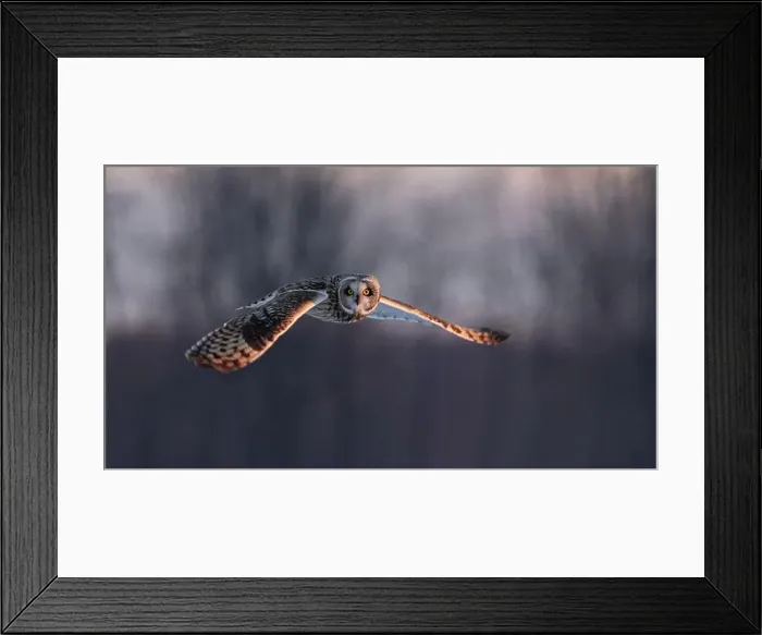 Framed Print : Short-eared owl hunting over a snow covered field in Canada at sunset Framed Print : Short-eared owl hunting over a snow covered field in Canada at sunset