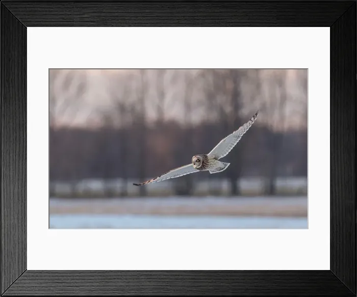 Framed Print : Short-eared owl hunting over a snow covered field in Canada