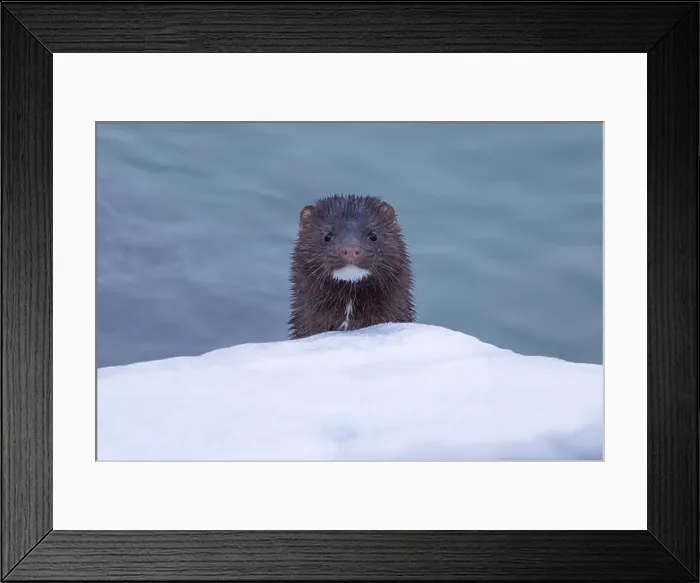 Framed Print : A mink coming out of the cold lake waters of Ontario, Canada Framed Print : A mink coming out of the cold lake waters of Ontario, Canada