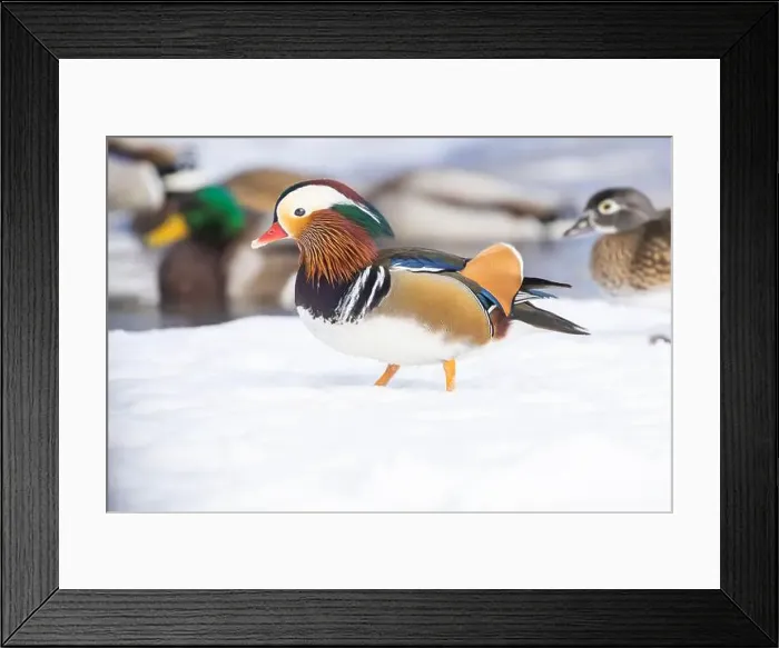 Framed Print : Pair Mandarin duck (Aix galericulata) in winter Framed Print : Pair Mandarin duck (Aix galericulata) in winter