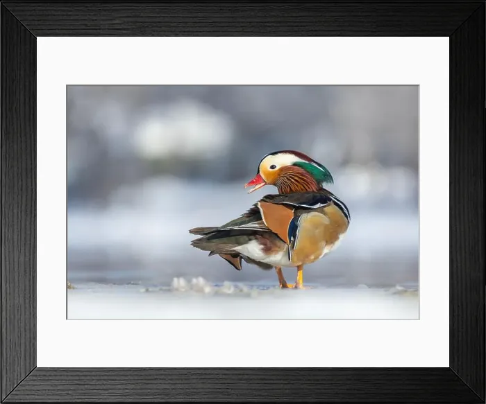 Framed Print : Male Mandarin duck (Aix galericulata) in winter Framed Print : Male Mandarin duck (Aix galericulata) in winter