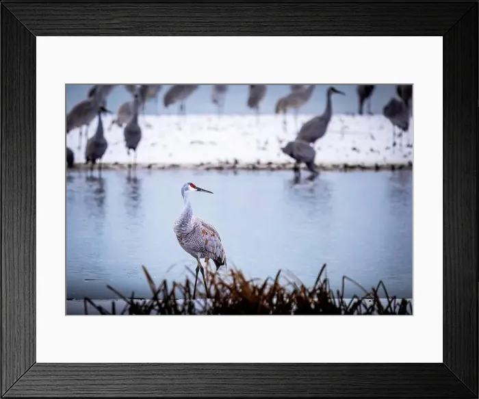 Framed Print : The sandhill crane(Antigone canadensis) in the snow, , by the water in Southern Ontario Canada. Native American bird Framed Print : The sandhill crane(Antigone canadensis) in the snow, , by the water in Southern Ontario Canada. Native American bird