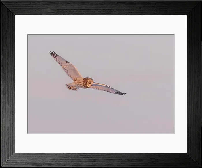 Framed Print : Short-eared owl hunting over a snow covered field in Canada at sunset Framed Print : Short-eared owl hunting over a snow covered field in Canada at sunset