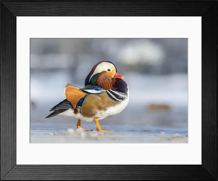 Framed Print : Male Mandarin duck (Aix galericulata) in winter Framed Print : Male Mandarin duck (Aix galericulata) in winter