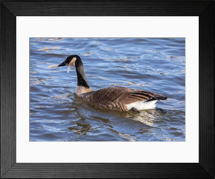 Framed Print : A Canada goose covered in small icicles while swimming on the Mississippi River in Iowa on a winter day in January Framed Print : A Canada goose covered in small icicles while swimming on the Mississippi River in Iowa on a winter day in January