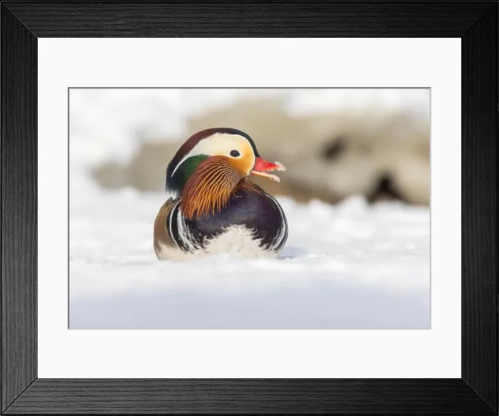 Framed Print : Male Mandarin duck (Aix galericulata) in winter Framed Print : Male Mandarin duck (Aix galericulata) in winter