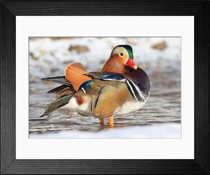 Framed Print : Mandarin duck portrait in winter, Quebec, Canada Framed Print : Mandarin duck portrait in winter, Quebec, Canada